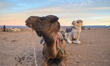 2 days tour Marrakech to Zagora