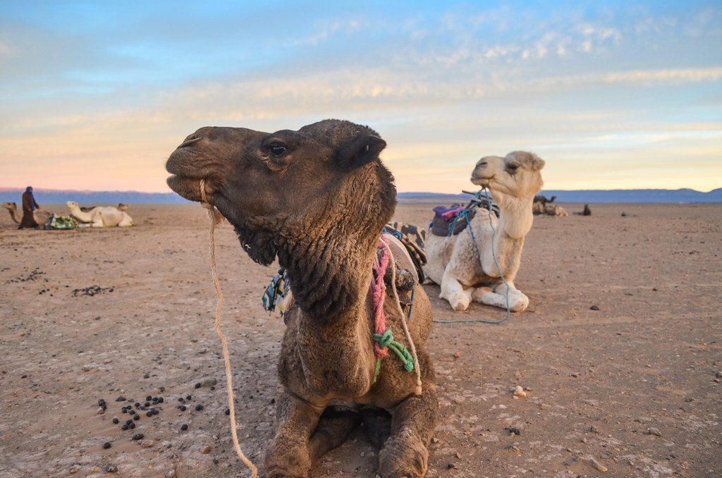 2 days tour Marrakech to Zagora